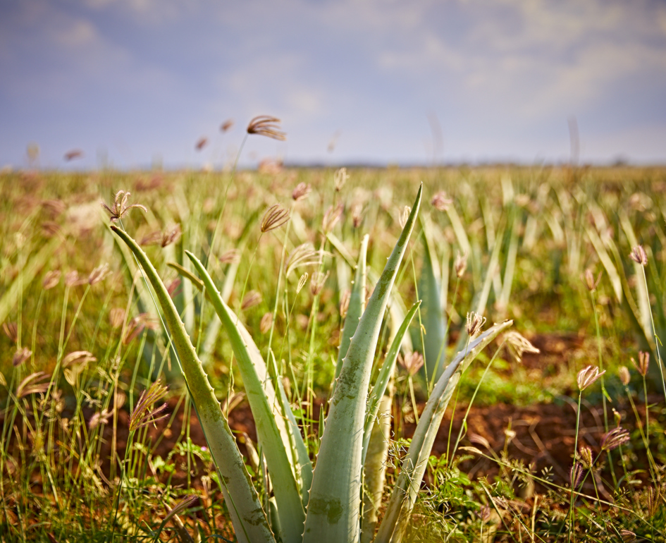 Aloe vera velden