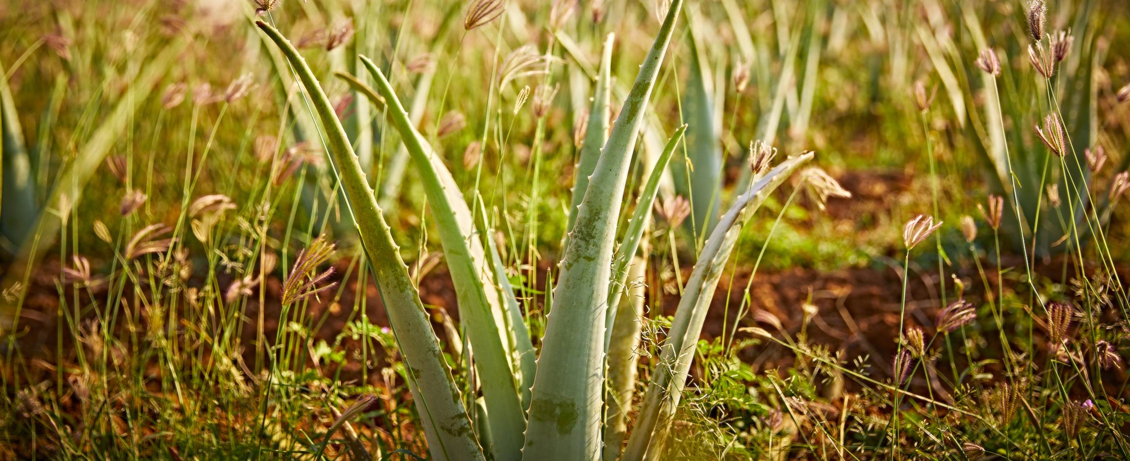 Aloe Vera Velden Van Forever