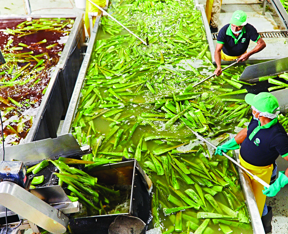 Aloe Vera Spoelen Met Water